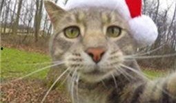 喵星娱乐吃瓜群众是谁啊,吃瓜群众背后的神秘力量