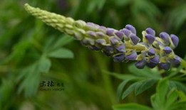 鲁冰花在线观看