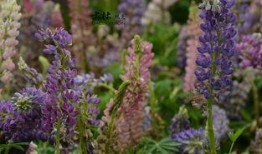 鲁冰花在线观看