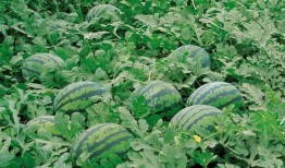 成都免费吃瓜群在哪里进,加入方式大公开