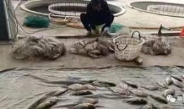 最新偷鱼爆料事件,揭秘幕后黑手与惊人内幕