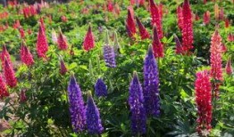 鲁冰花在线观看