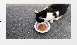 猫咪爆料视频素材下载,揭秘萌宠日常幕后趣事