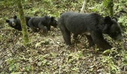黑龙江黑熊爆料最新消息