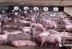 爆料科学养猪视频大全最新,最新视频大全深度解析