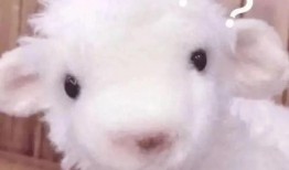 小羊出轨爆料视频大全,真相与争议并存