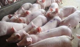 阉猪在线观看,揭秘猪只阉割全过程