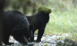 黑龙江黑熊爆料最新消息