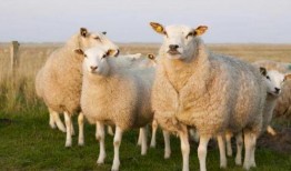 三只羊最新爆料时间,揭秘幕后真相，时间线全解析