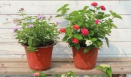 巴卡尼最新爆料视频,独家内幕大公开