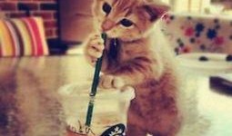 喵星娱乐吃瓜群众是谁啊,吃瓜群众背后的神秘力量