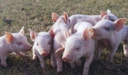 阉猪在线观看,揭秘猪只阉割全过程