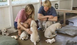 大狗狗影视在线观看,畅享海量影视资源，尽在大狗狗影视平台