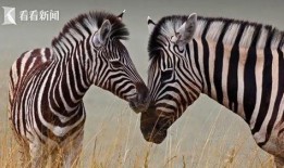 斑马的视频在线观看,跟随视频镜头领略草原奇观