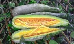 八卦群吃瓜网红,揭秘网红吃瓜背后的故事