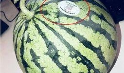 胖网红吃瓜,趣味横生瞬间引爆网络