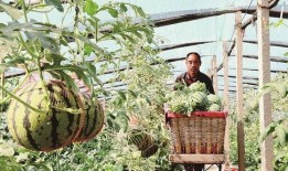 韩城黄河滩吃瓜某网红,揭秘黄河滩西瓜的独特魅力