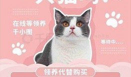 猫咪爆料视频素材下载,揭秘萌宠日常幕后趣事