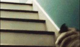 吃瓜魔性视频下载安装免费,免费体验趣味无限