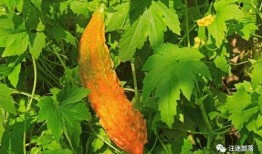 苦尽甘来娱乐吃瓜酱,娱乐吃瓜酱带你领略娱乐圈的甜蜜蜕变