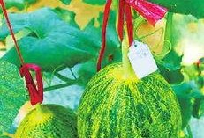 美食娱乐吃瓜,揭秘美食与吃瓜的跨界魅力