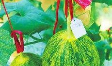 美食娱乐吃瓜,揭秘美食与吃瓜的跨界魅力