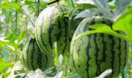 成都免费吃瓜群在哪里进,加入方式大公开